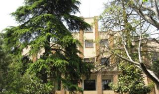 南京梧桐树 南京梧桐树