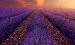 普罗旺斯薰衣草图片